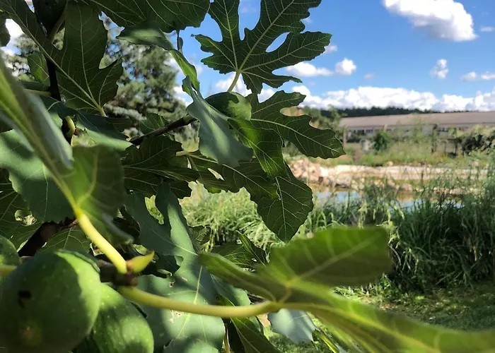 Scheune Zauchwitz * بيليتس